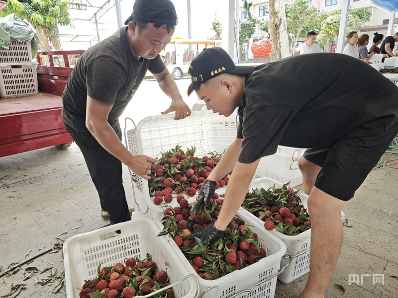 消费新观察丨海口火山岩上的“甜蜜经济”_消费新观察丨海口火山岩上的“甜蜜经济”_