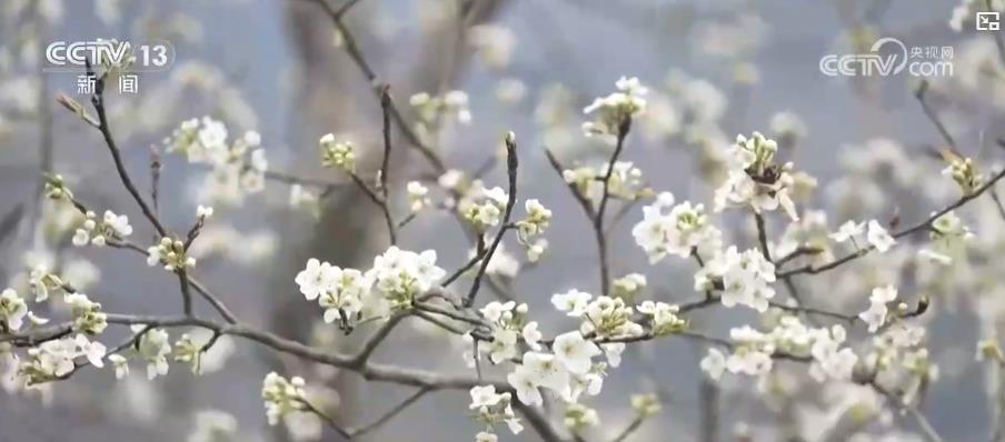 _花开乡里_花开乡村主题歌