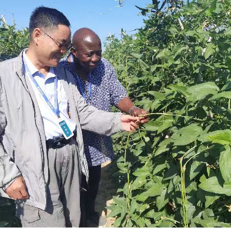 “洋人才”在南繁硅谷的“双向奔赴”