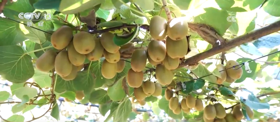 _刺客硬盘_刺客kc