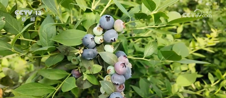 刺客kc__刺客硬盘