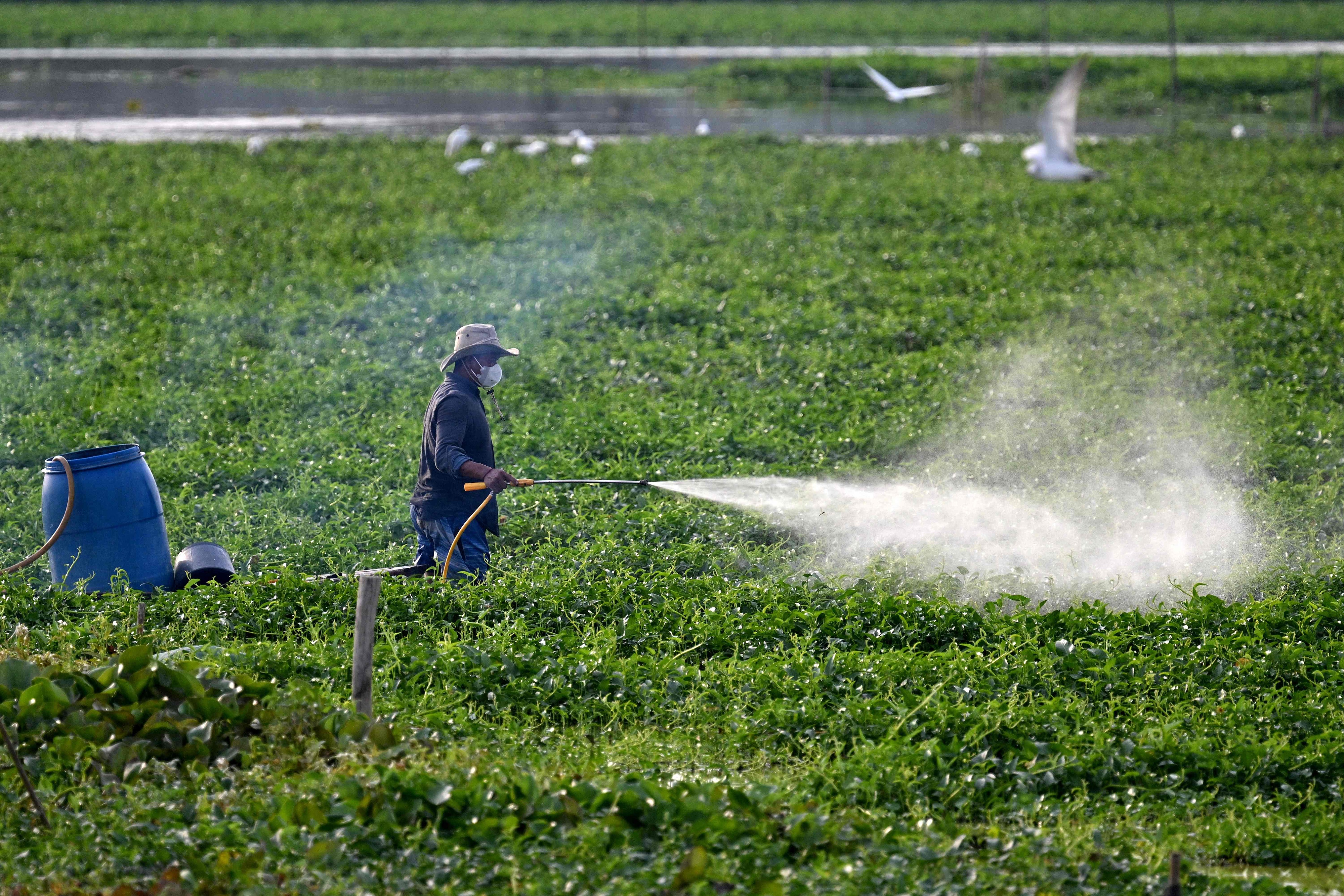 当地时间2025年2月20日，柬埔寨金边郊区，一名农民在地里喷洒农药。