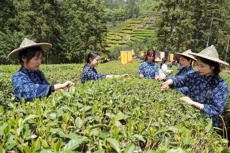 何以中国丨一茶兴百业