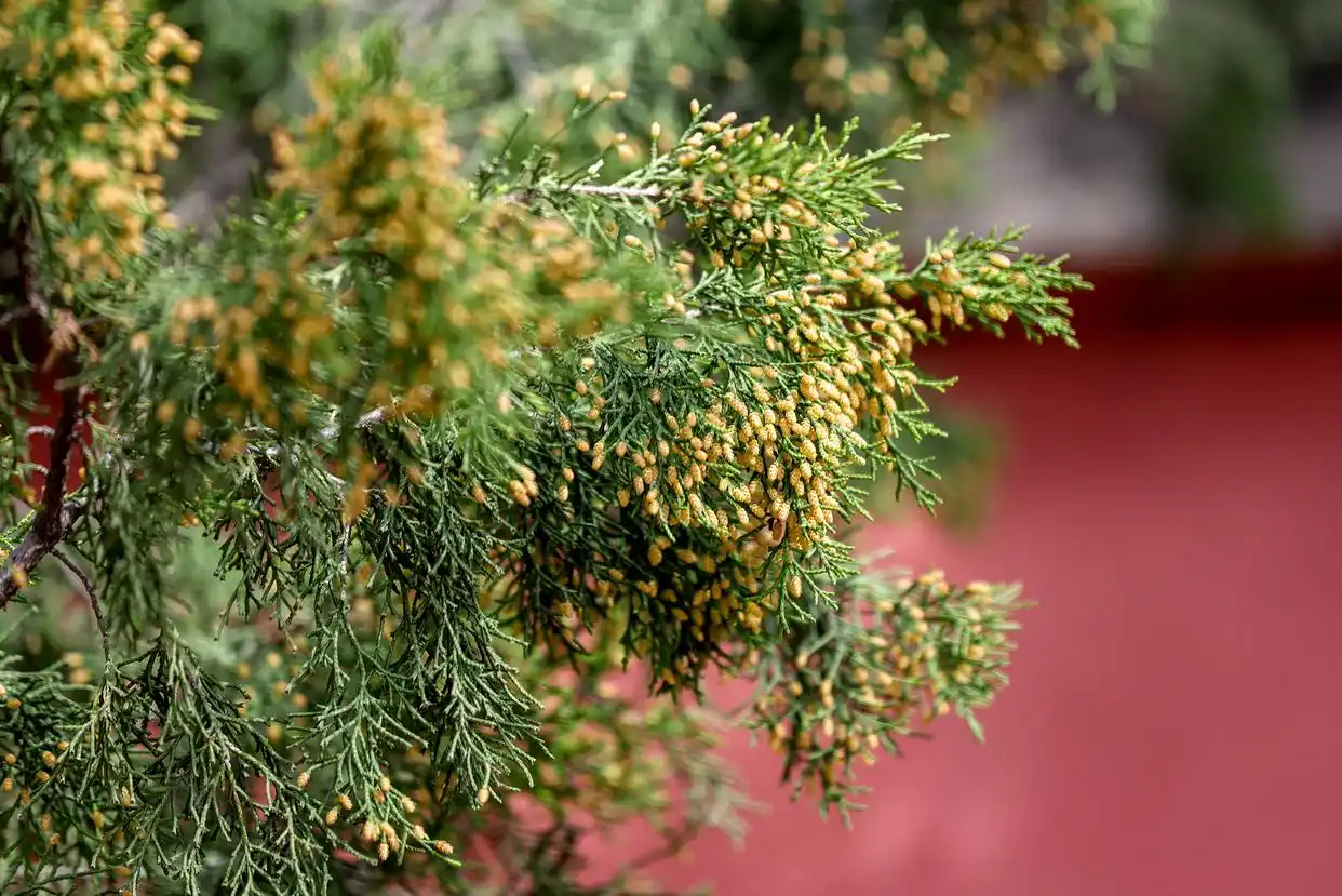 关于花粉过敏的9个问题,我们帮您问了