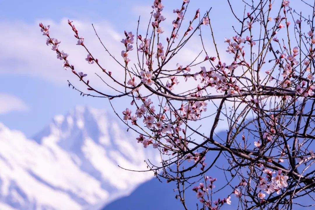 献给雪域高原的林芝桃花，花期为何这么长？