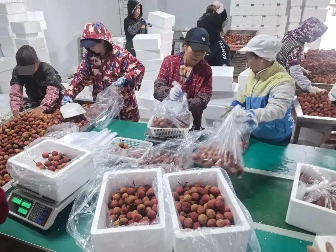 广西灵山荔枝新光农场_广西灵山荔枝上市时间_