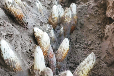 和田沙漠叫什么__新疆和田的沙漠