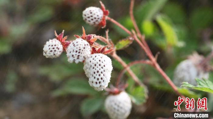 （乡村行·看振兴）陕西略阳：“小瓢儿”如何撬动亿元产业？
