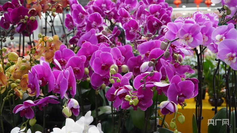 大市场看中国年  |  云南：斗南花卉购销两旺  满城皆是“年味”香