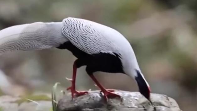 聚焦中国经济新赛道_聚焦经济运行_