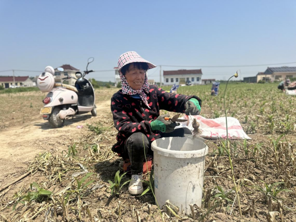 高质量发展看中国｜小小大蒜种出“辣”经济