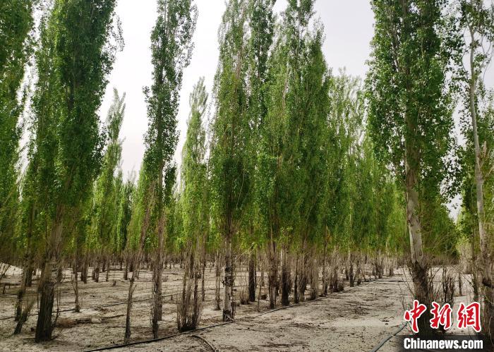 新疆“当代愚公”：沙海中41载“凿”34公里“绿色长城”_新疆“当代愚公”：沙海中41载“凿”34公里“绿色长城”_