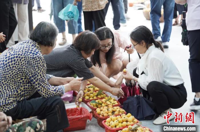 （乡村行·看振兴）浙江曹宅“小枇杷”撬动“大产业”：一处丰收甜万家